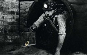 coal miner with canary