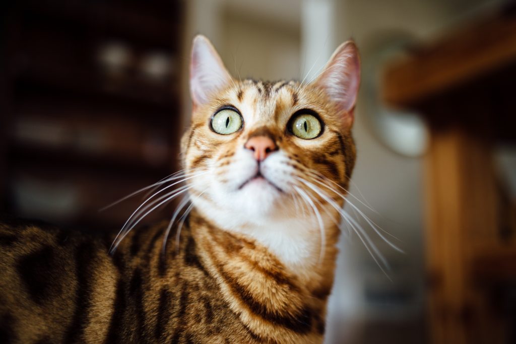 Cat looking up