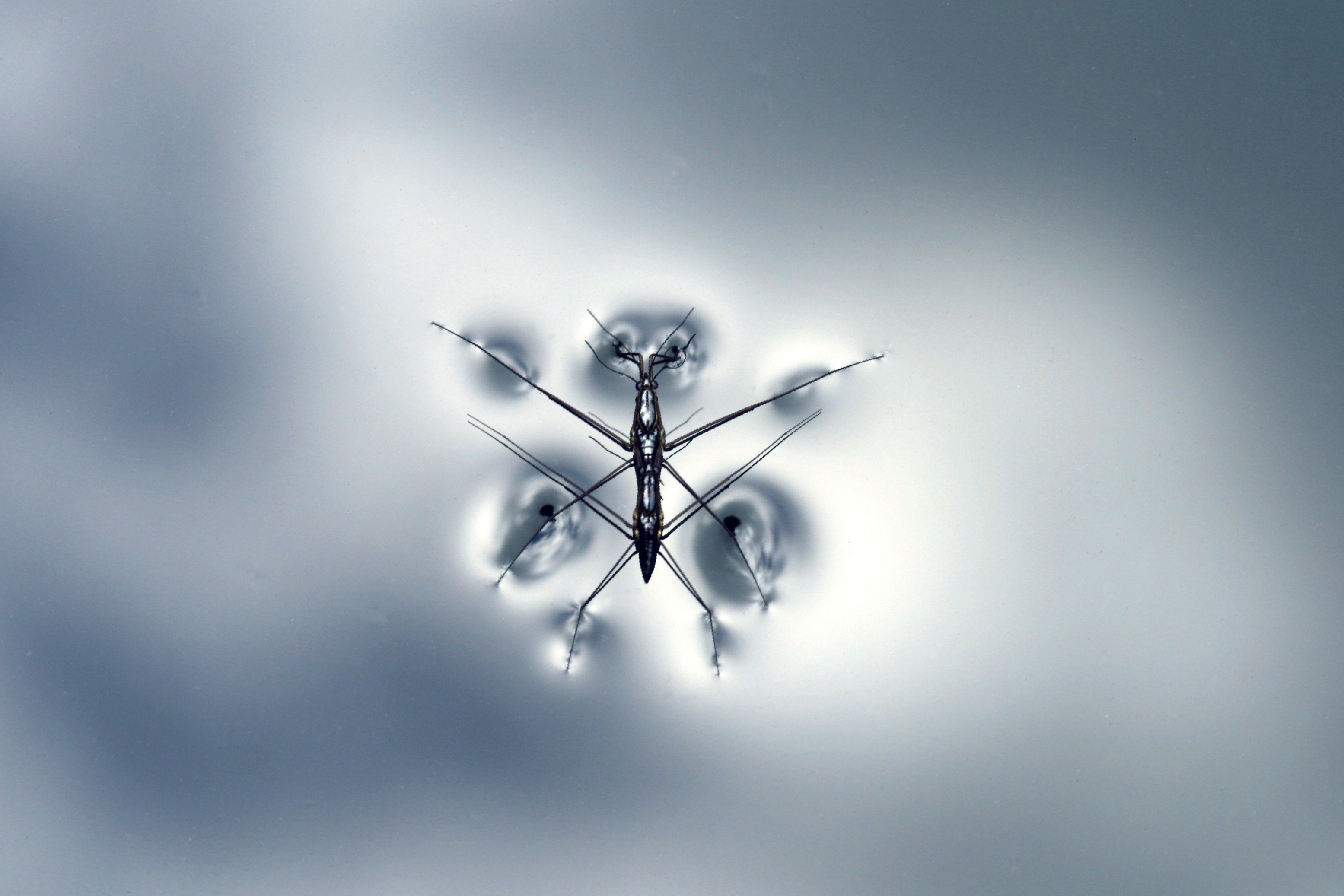 Insect floating on the surface of water