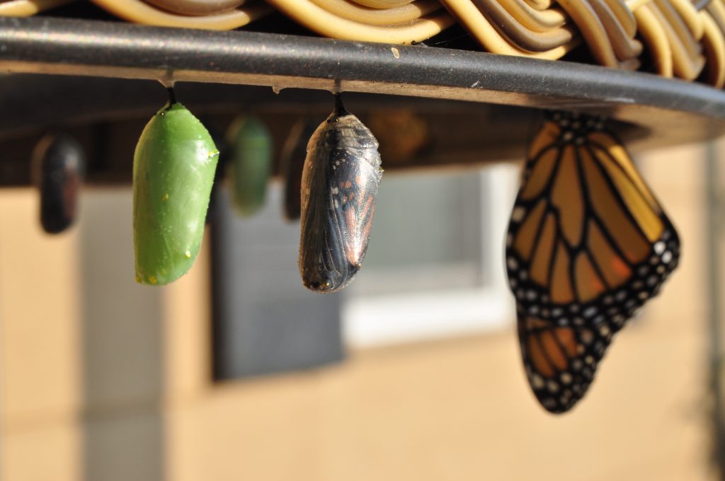 Butterfly pupae at different stages of maturity