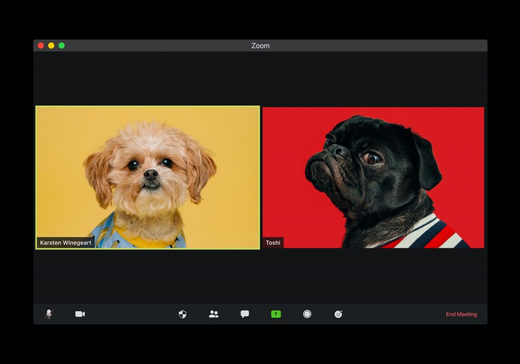 Humorous image of two dogs in a zoom videoconference